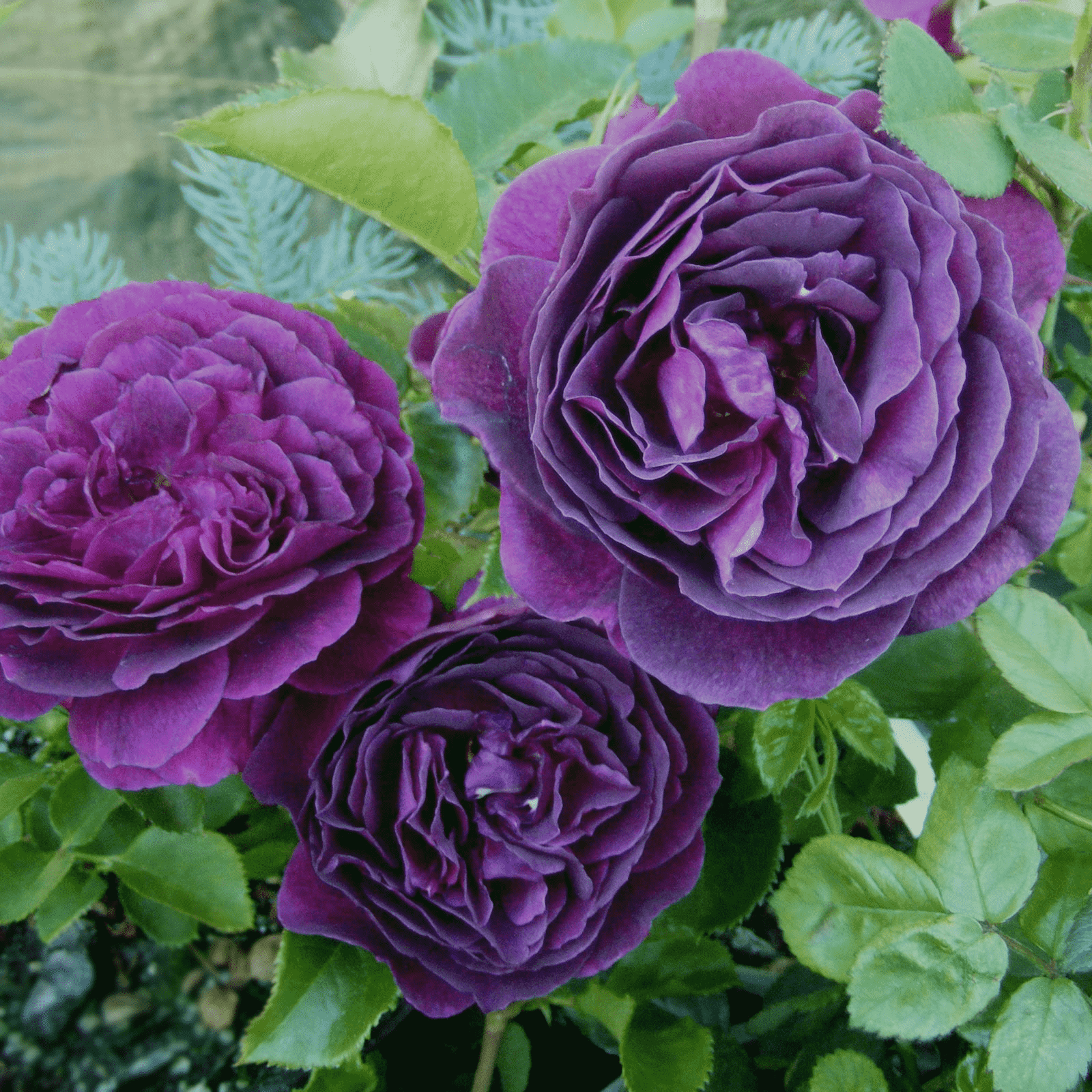Лиловые розы фото и названия