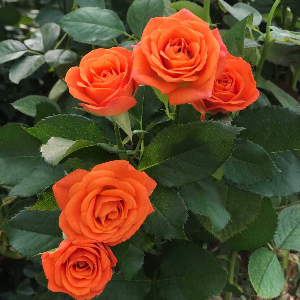 Розы Флорибунда | каталог роз с ценами | купить с доставкой