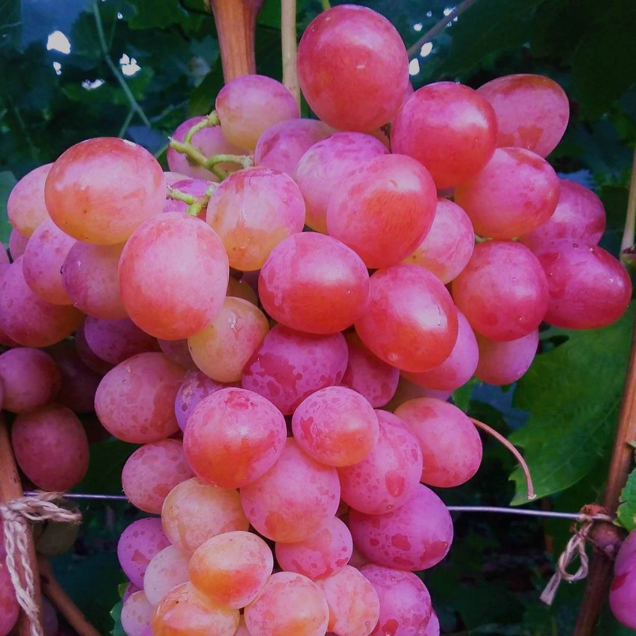 Сорт винограда андрюша фото и описание