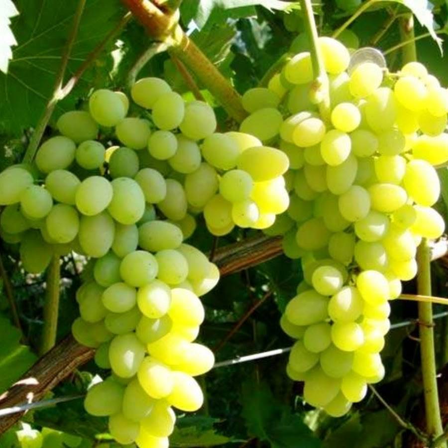 фото винограда каталония
