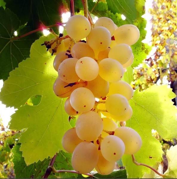 Мускат: сорт винограда, описание, фото