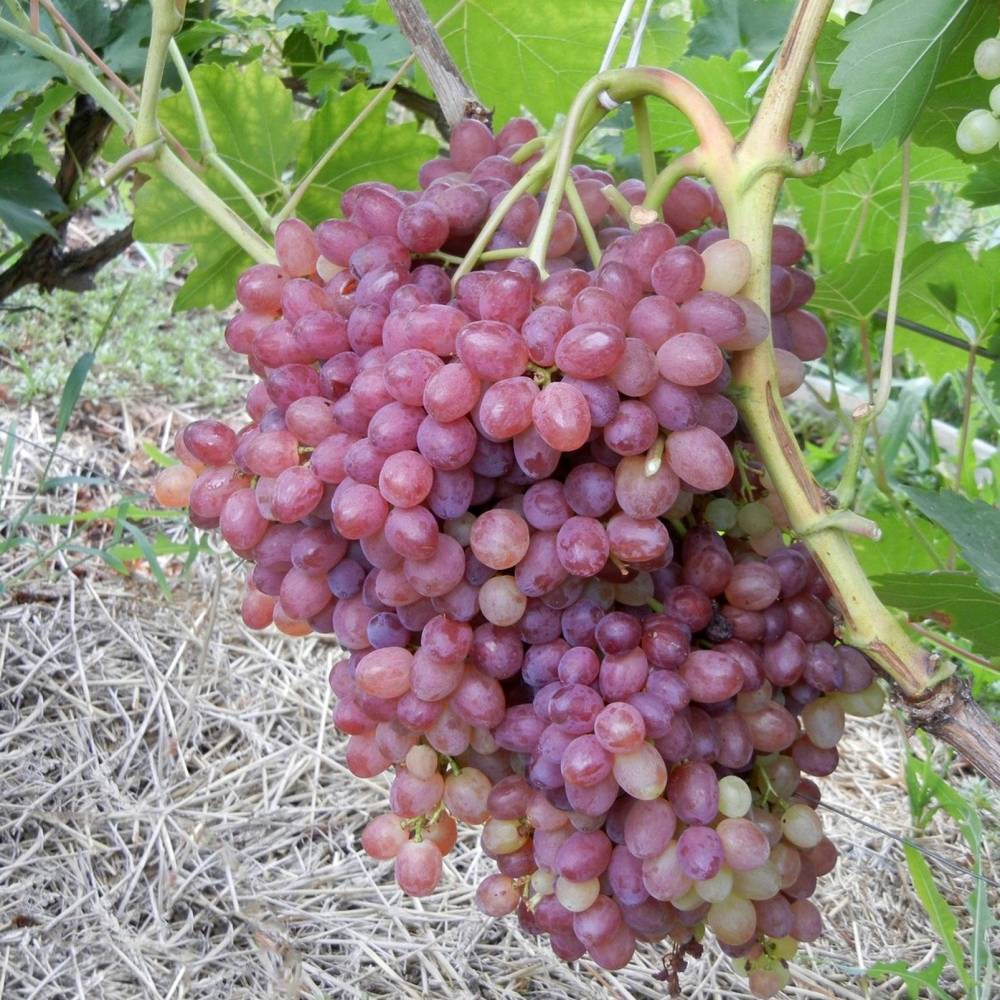 Фото сортов винограда