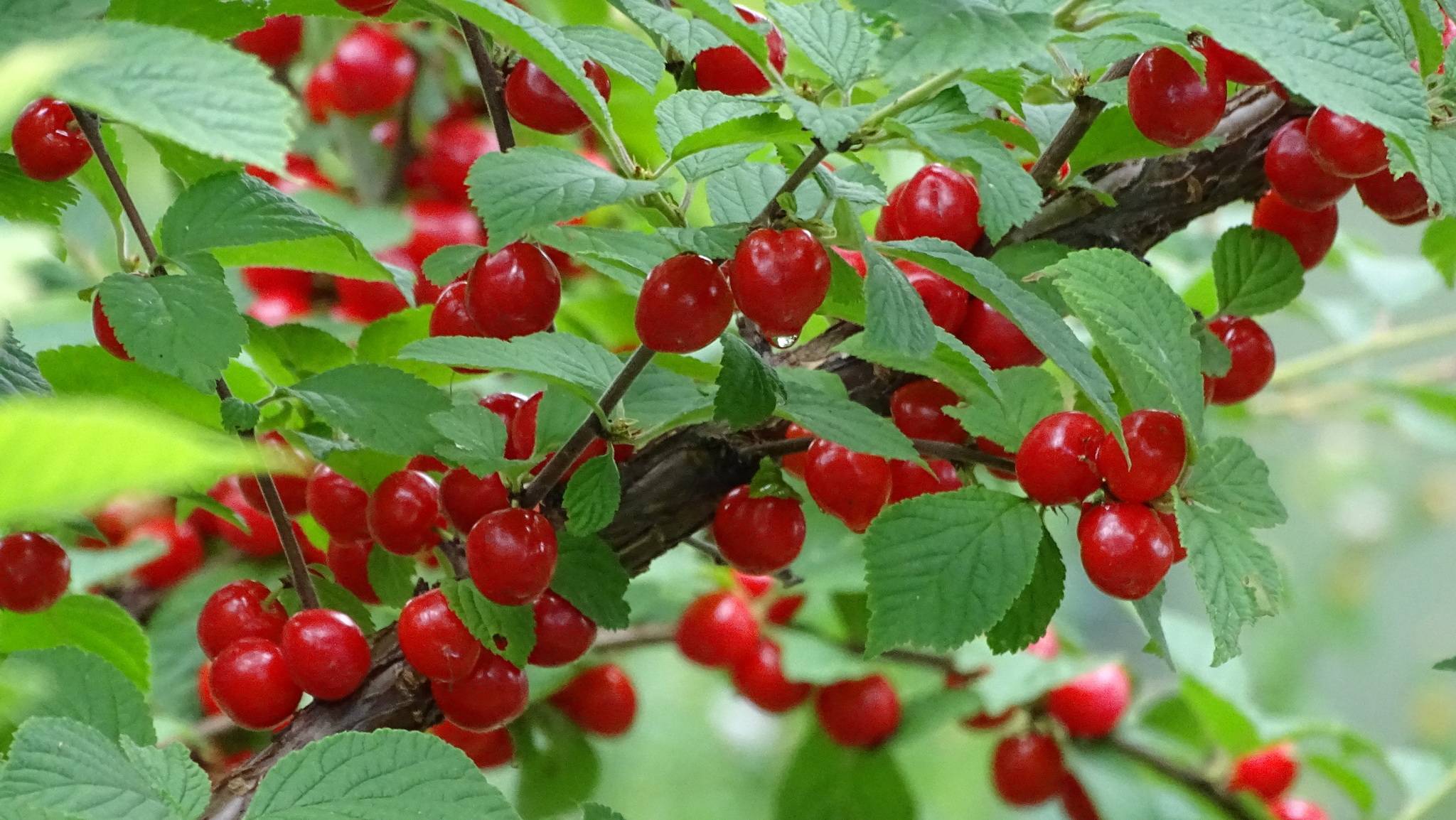 Вишня войлочная (Prunus tomentosa)